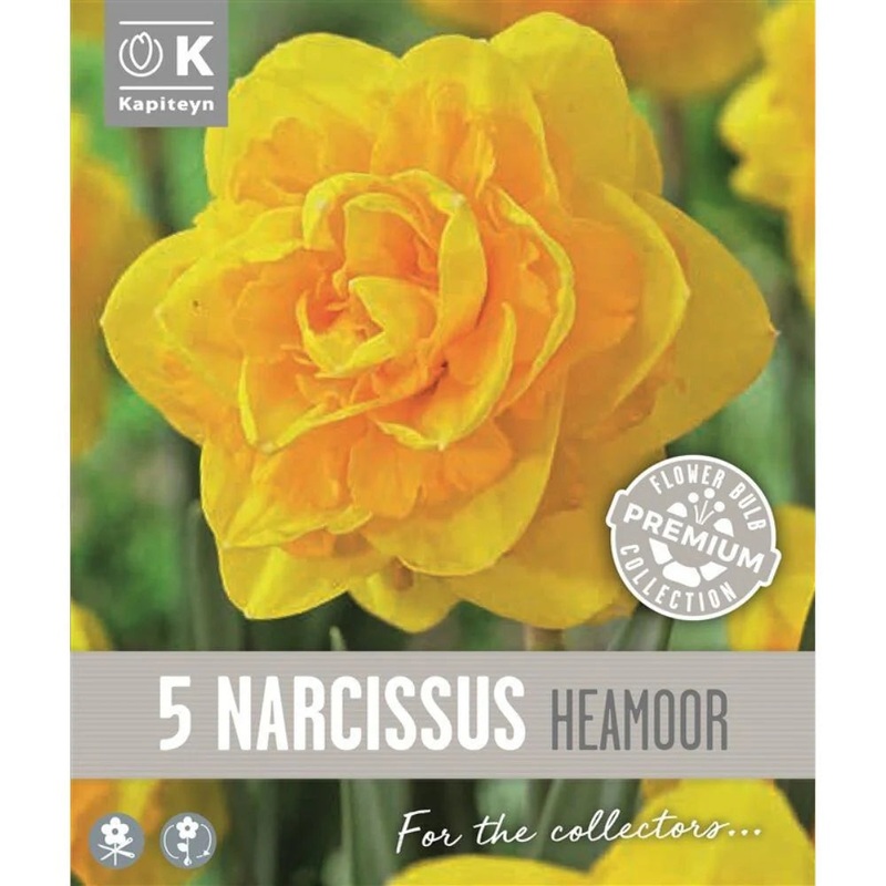 PREM NARCISSUS  HEAMOOR X 5