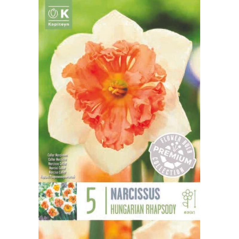 PREM NARCISSUS  HUNGARIAN RHAPSODY X 5