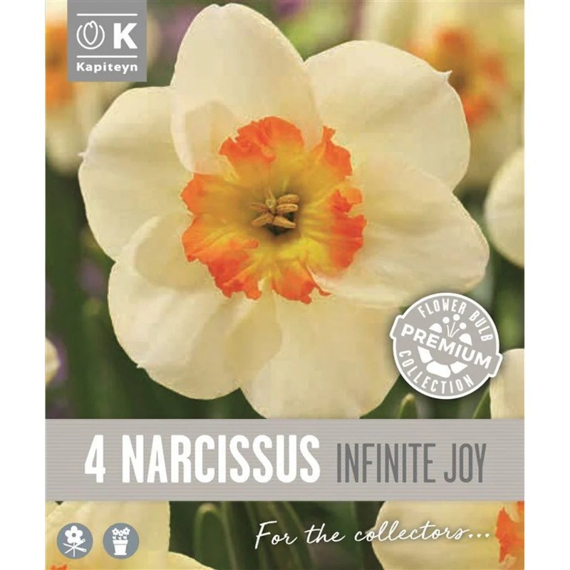PREM NARCISSUS  INFINITE JOY X 4