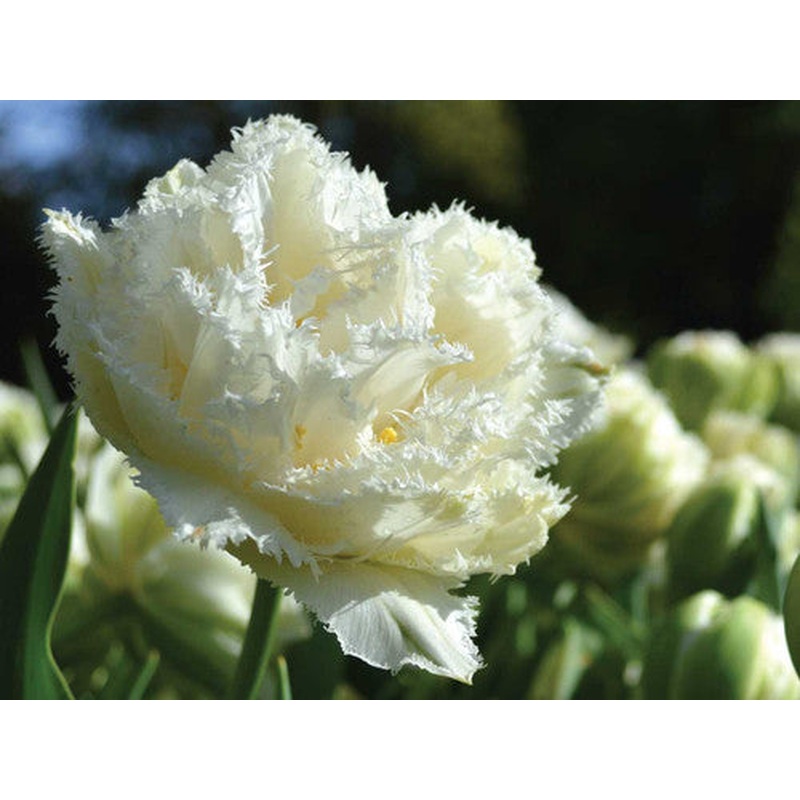 PREM TULIP SNOW CRYSTAL X 8