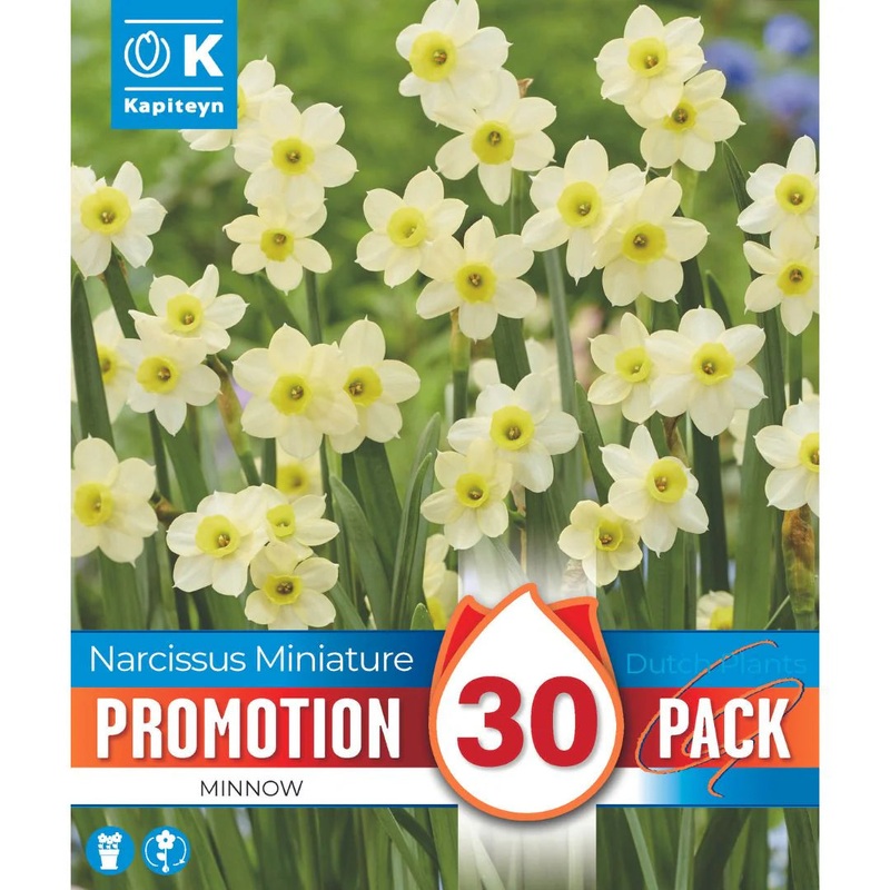PROMO NARCISSUS MINNOW X 30