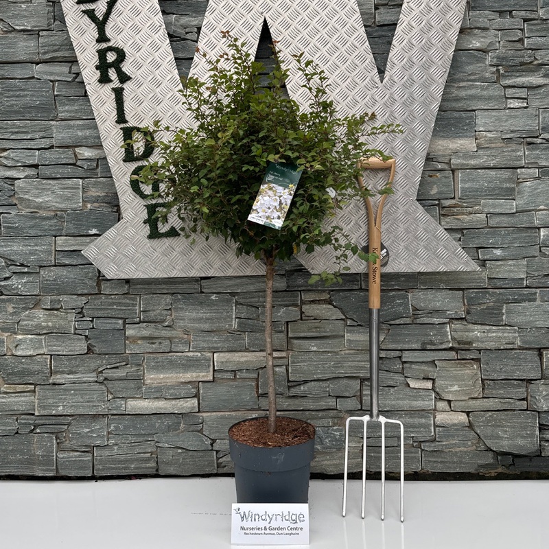 Prunus incisa Kojou-no-mai CAC