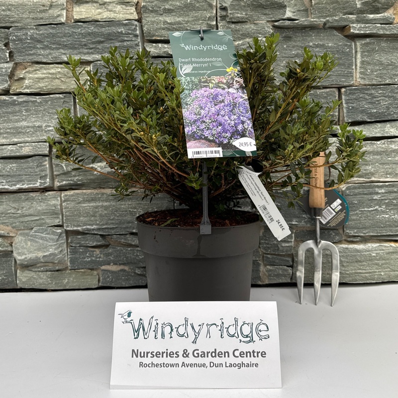 Rhododendron impeditum Saint Merryn I