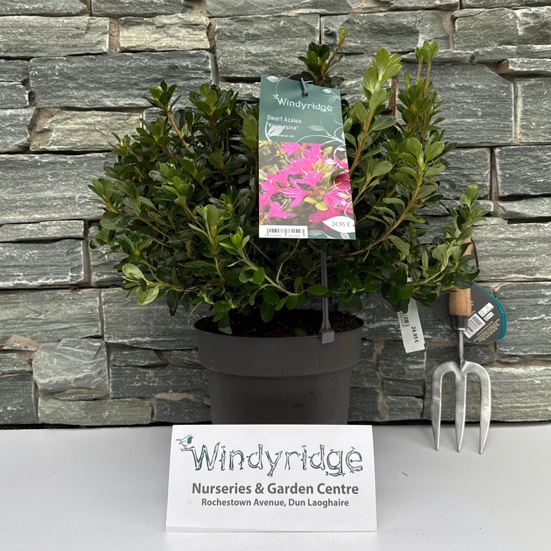 Rhododendron obt. Kermesina