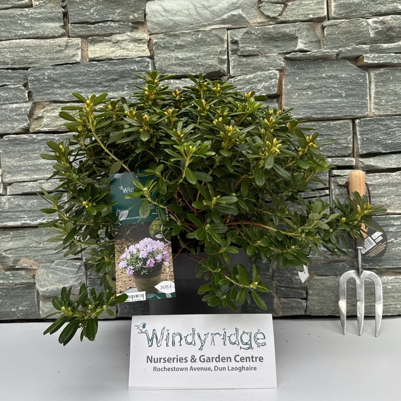 Rhododendron pemakoense Snipe