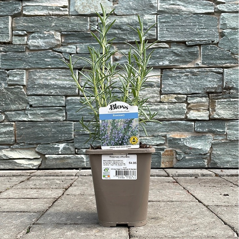 Rosemary officinalis