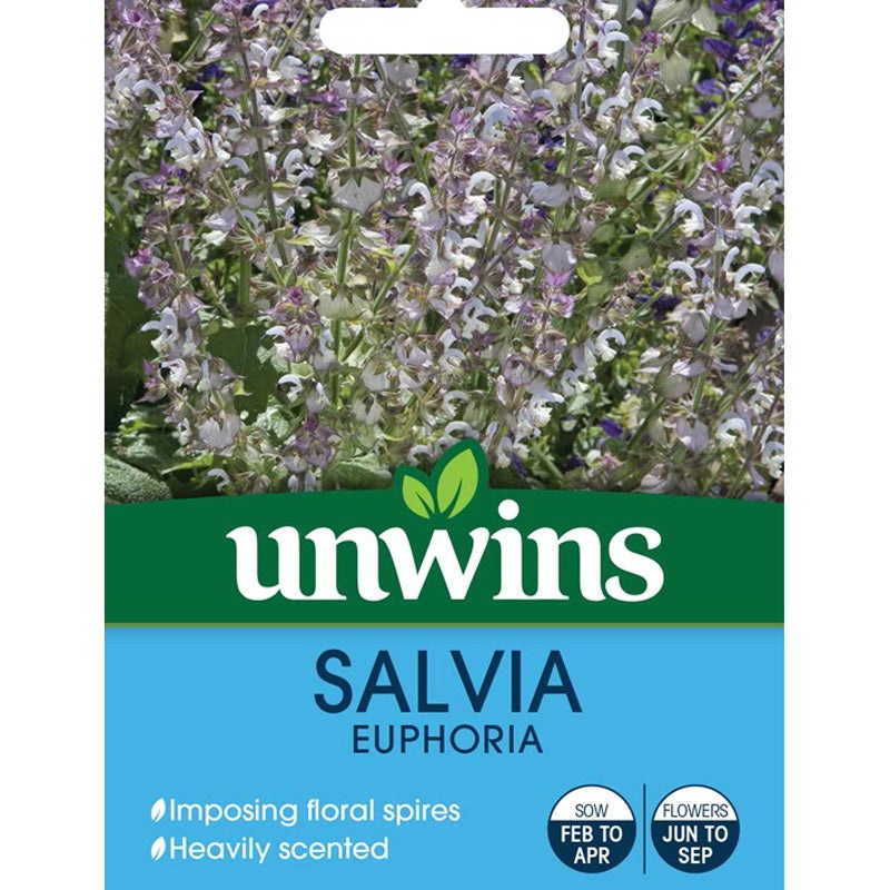 Salvia Euphoria