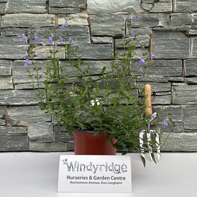 SALVIA micro.Delice Aquamarine  3L