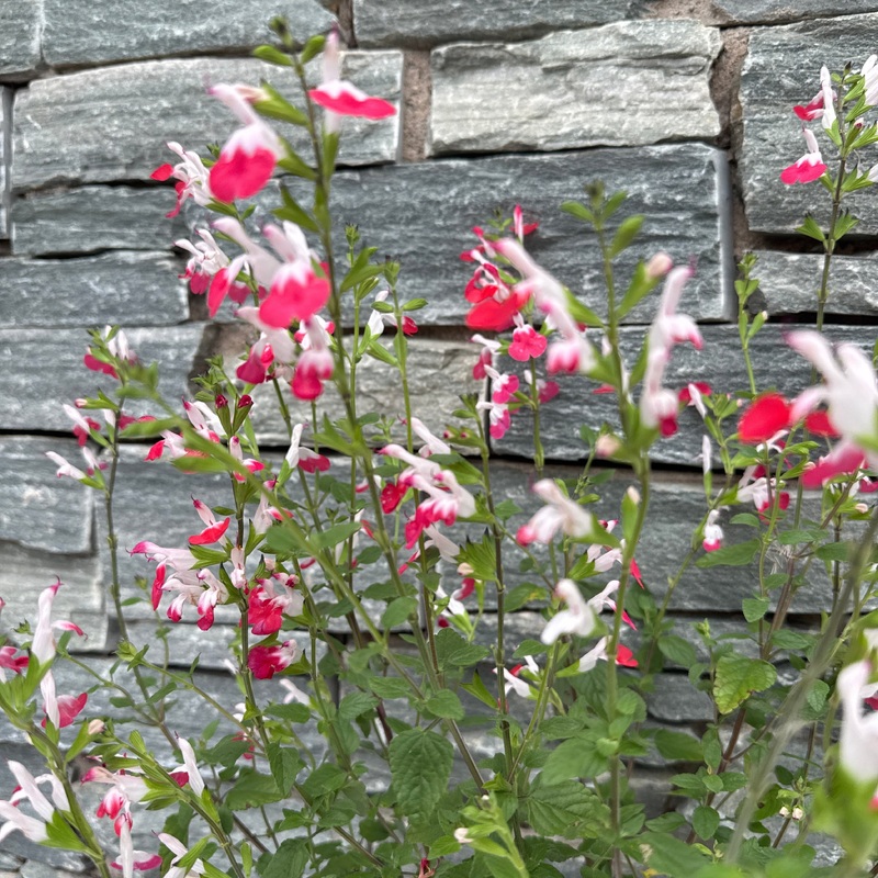 SALVIA micro. Hot Lips        3L