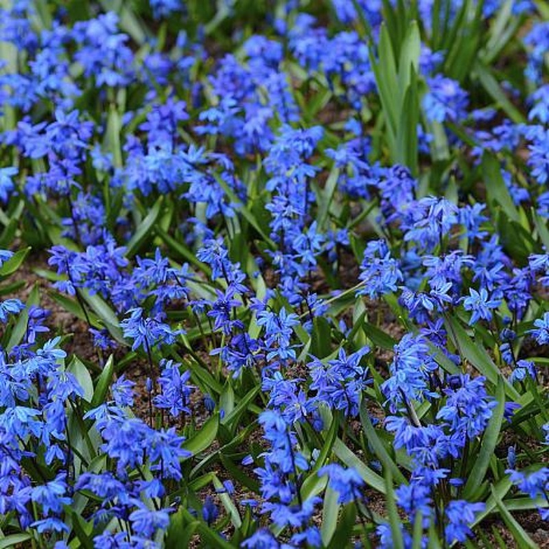 SCILLA SIBERICA 50