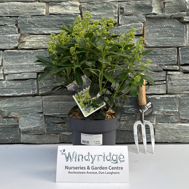 Skimmia jap. Finchy  C3  20-25 flwr.