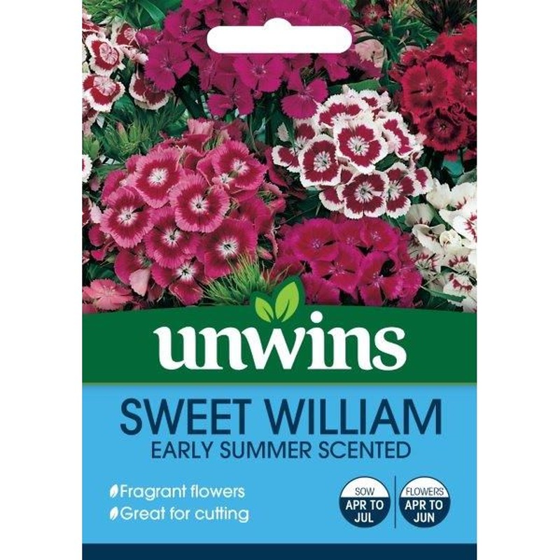 Sweet William Early Summer Scented