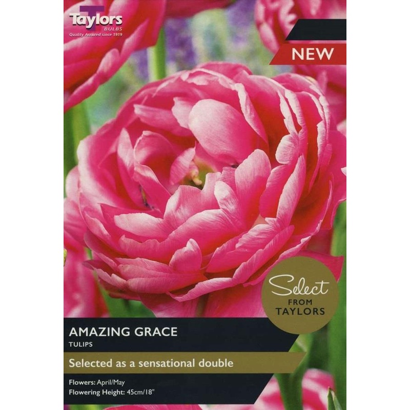 TULIP AMAZING GRACE 6
