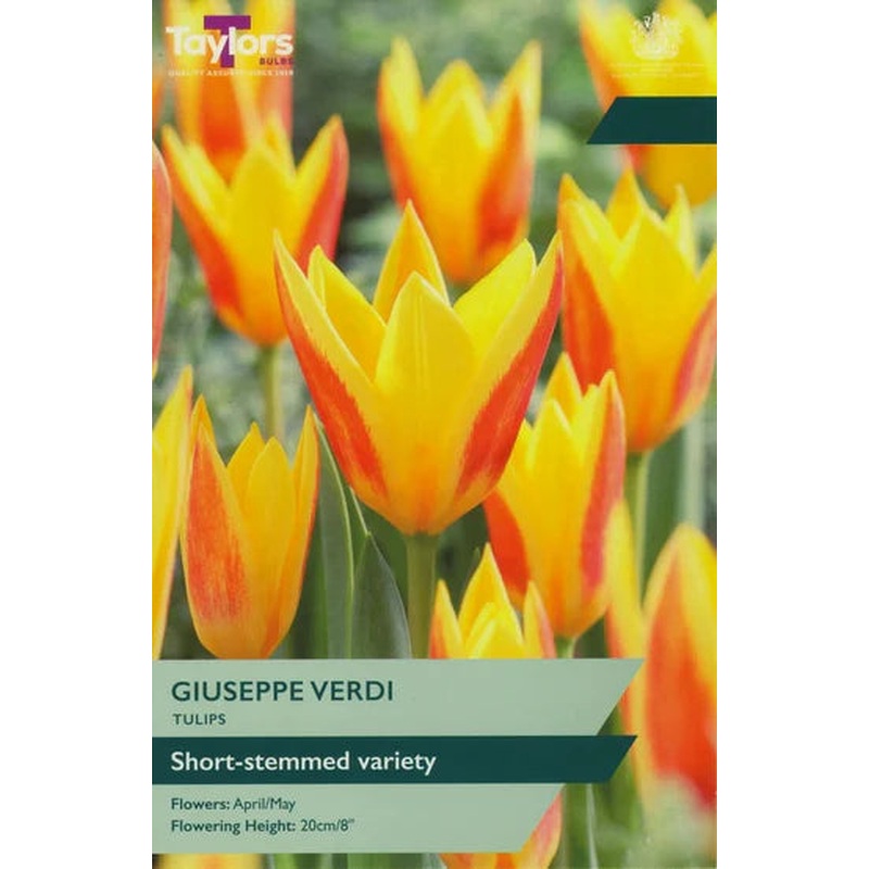 TULIP GIUSEPPE VERDI 9