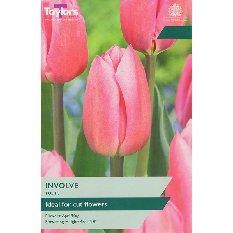 TULIP INVOLVE 7