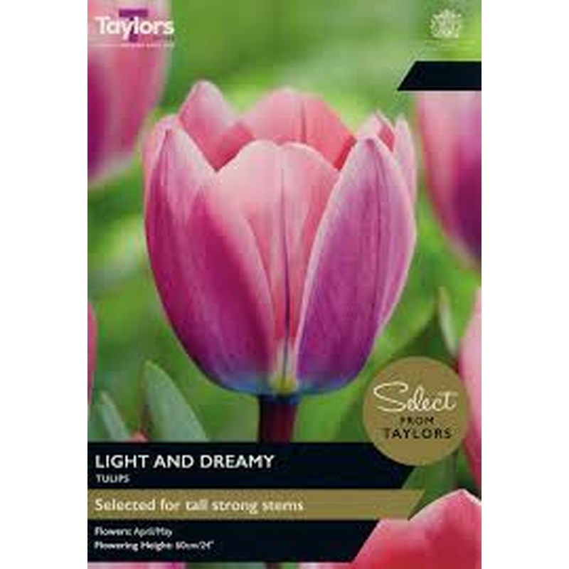 TULIP LIGHT AND DREAMY 7