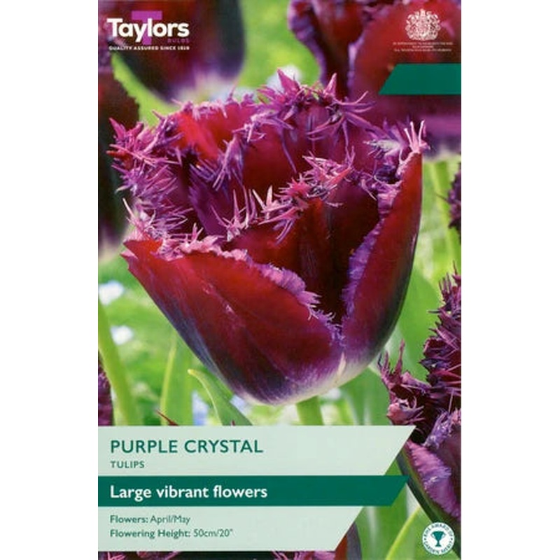 TULIP PURPLE CRYSTAL 5