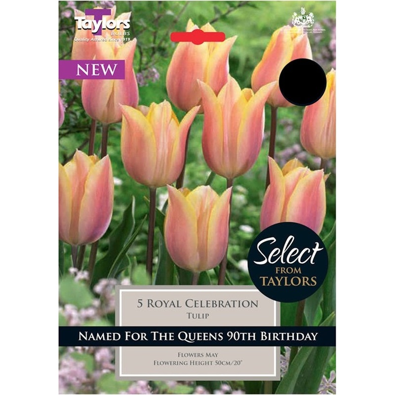 TULIP ROYAL CELEBRATION 7