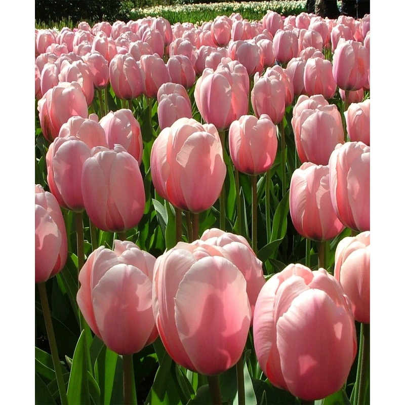 TULIP SALMON IMPRESSION 10 TRAY