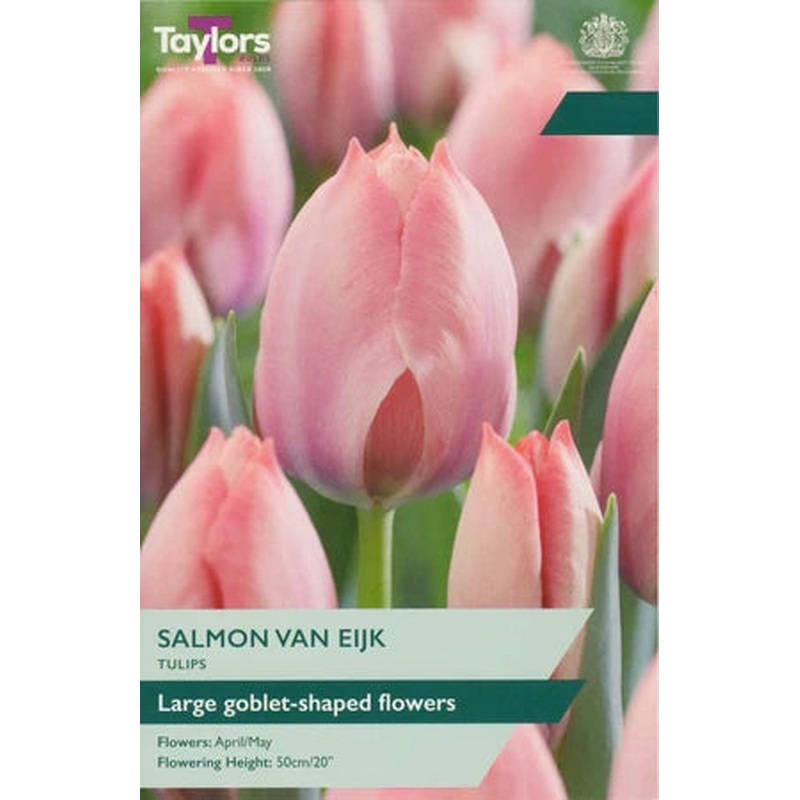TULIP SALMON VAN EIJK 7