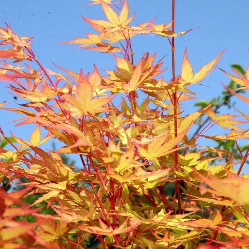Acer pal. Sangokaku