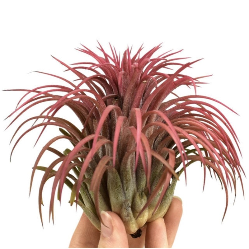 Airplants Tillandsia Red (10cm Pot)