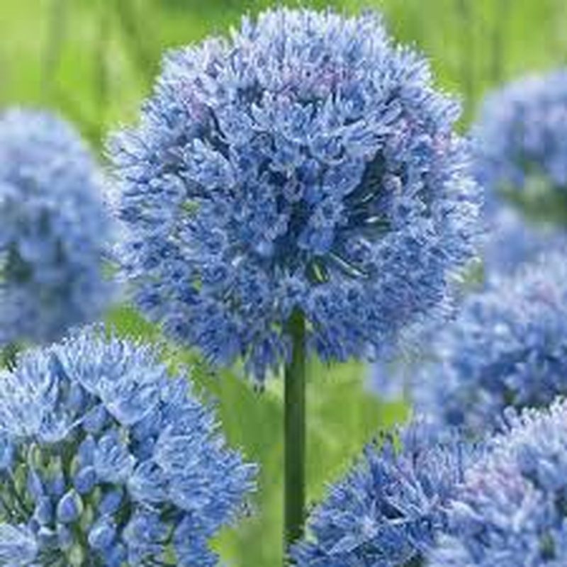 ALLIUM CAERULEUM X 15