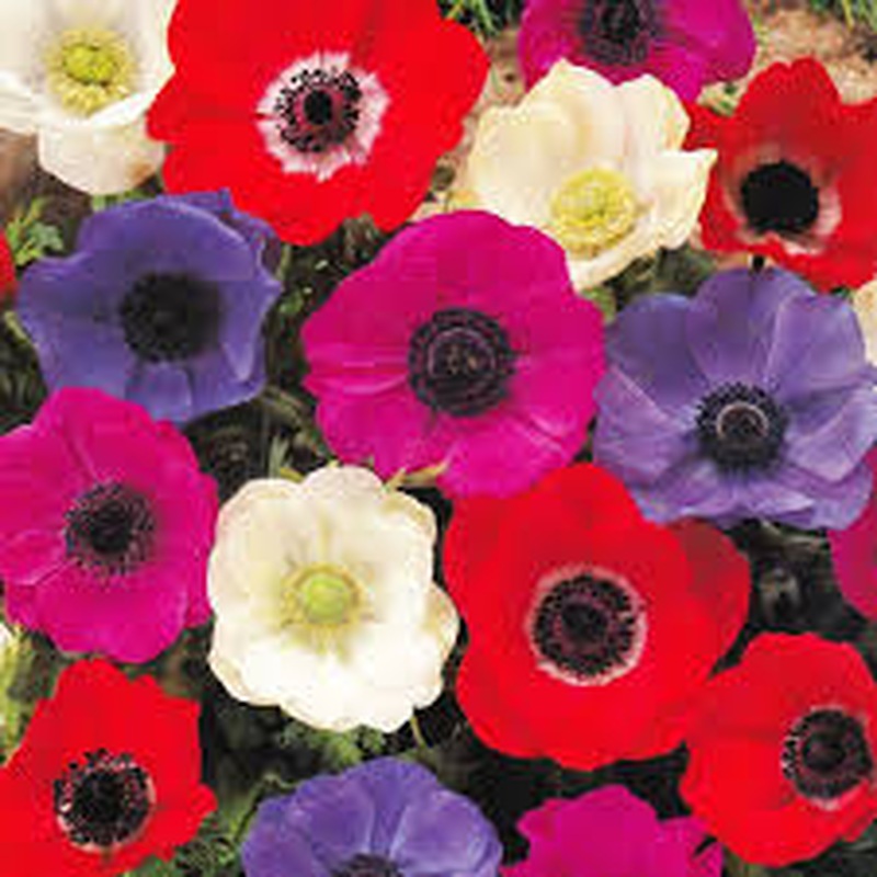 ANEMONE DE CAEN MIXED COLOURS X 15