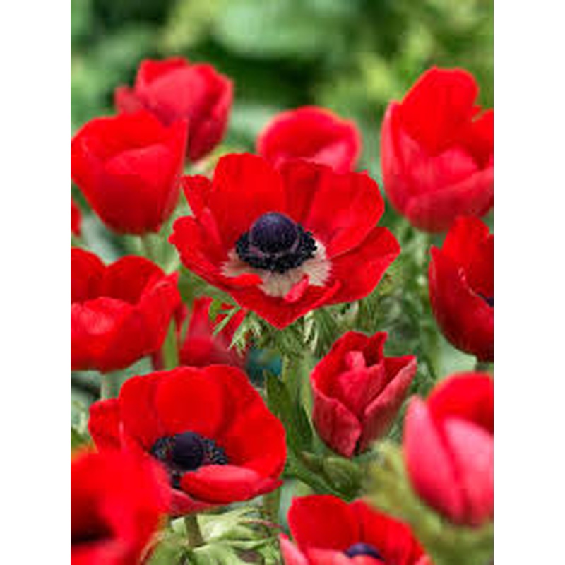 ANEMONE HOLLANDIA X 10