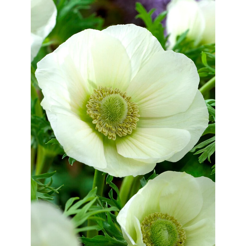 ANEMONE THE BRIDE X 10