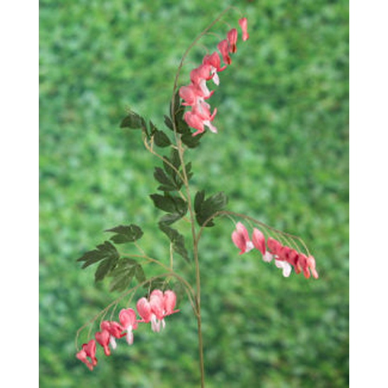 Bleeding Hearts-Pink