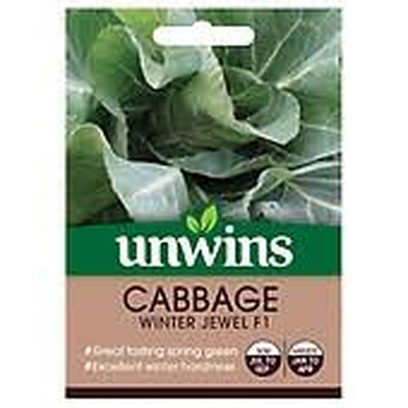 Cabbage (Spring Greens) Winter Jewel
