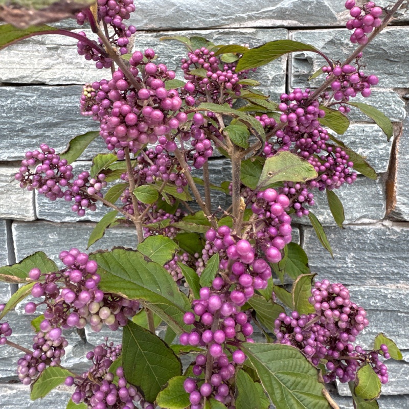 Callicarpa bod. Profusion