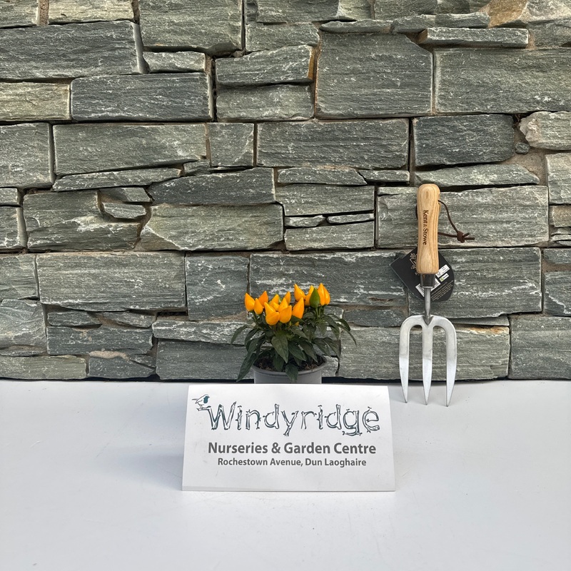 Capsicum Annuum Salsa Yellow 10.5cm