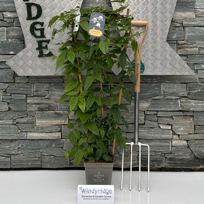 CLEMATIS ARMANDII IN VARS