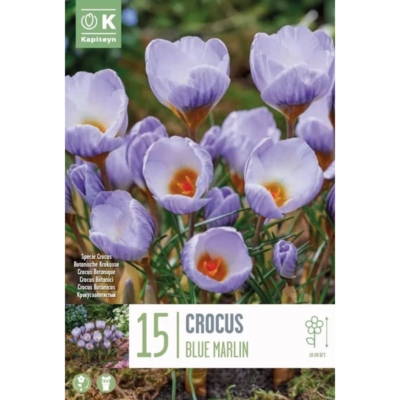 CROCUS SPECIE BLUE MARLIN X 15