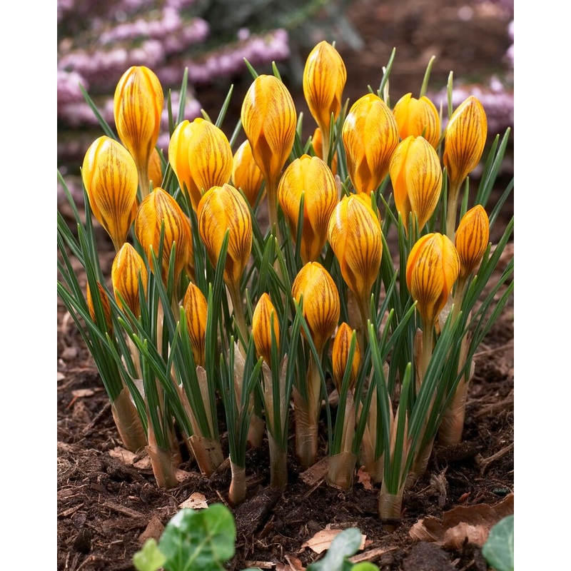 CROCUS SPECIE FUSCOTINCTUS X 15