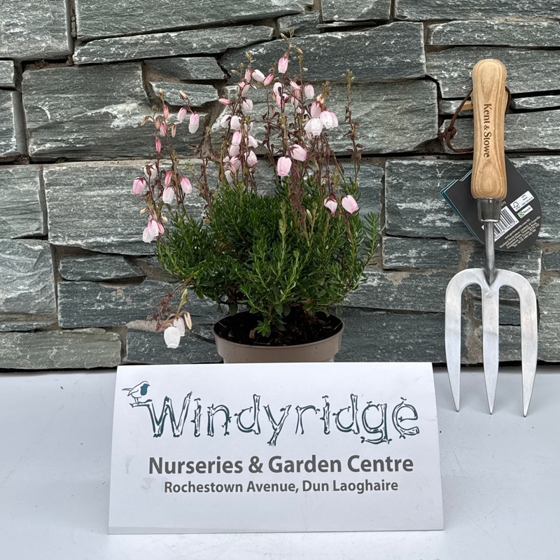 Daboecia cant. Irish Princess mix  P11