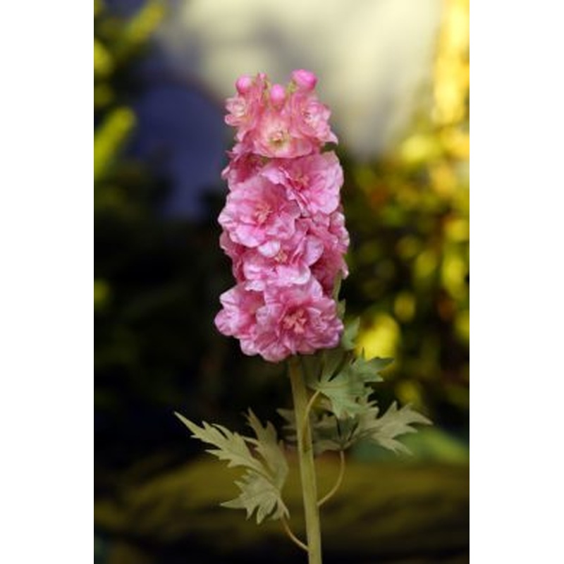 Delphinum Double-Pink
