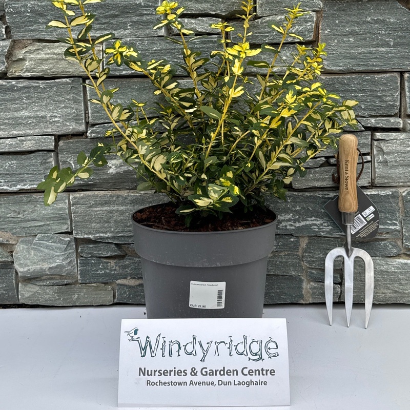 Euonymus fort. Interbolwi