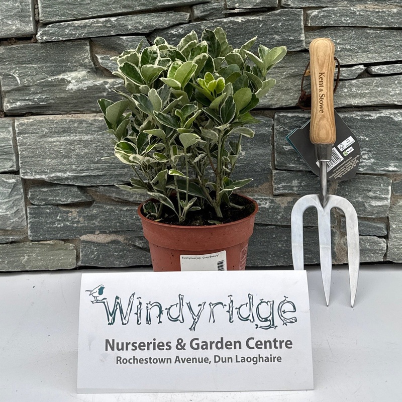 Euonymus jap. Gray Beauty