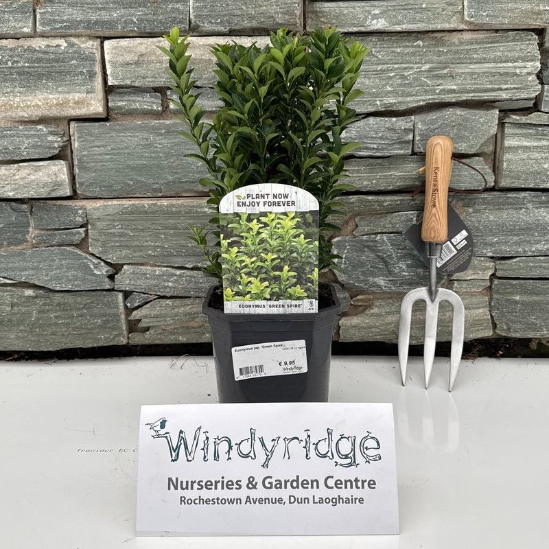 Euonymus jap. Green Spire  20-25 CM C2 square