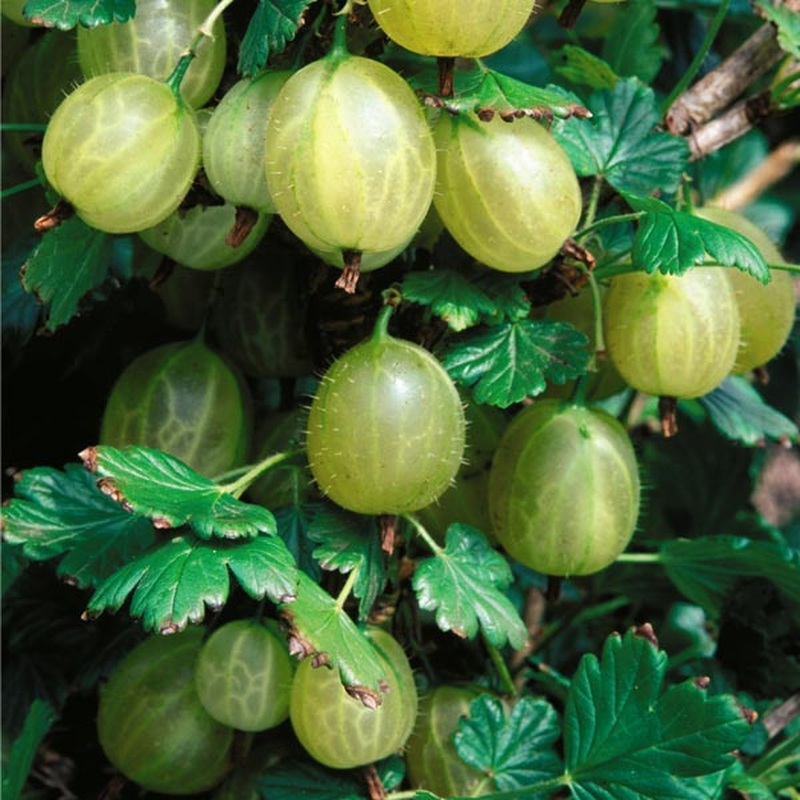 Gooseberry Invicta