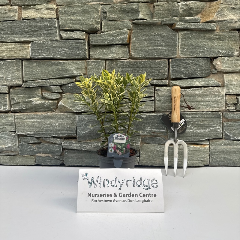 HEBE Autumn Colours Katrine