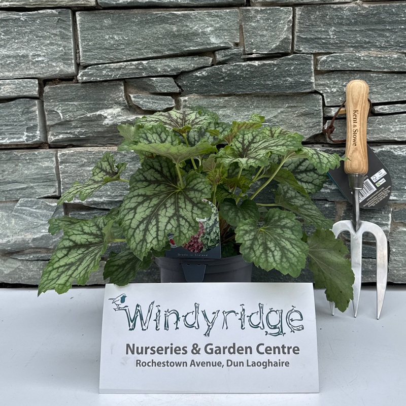 HEUCHERA villosa Carnival Cocomint