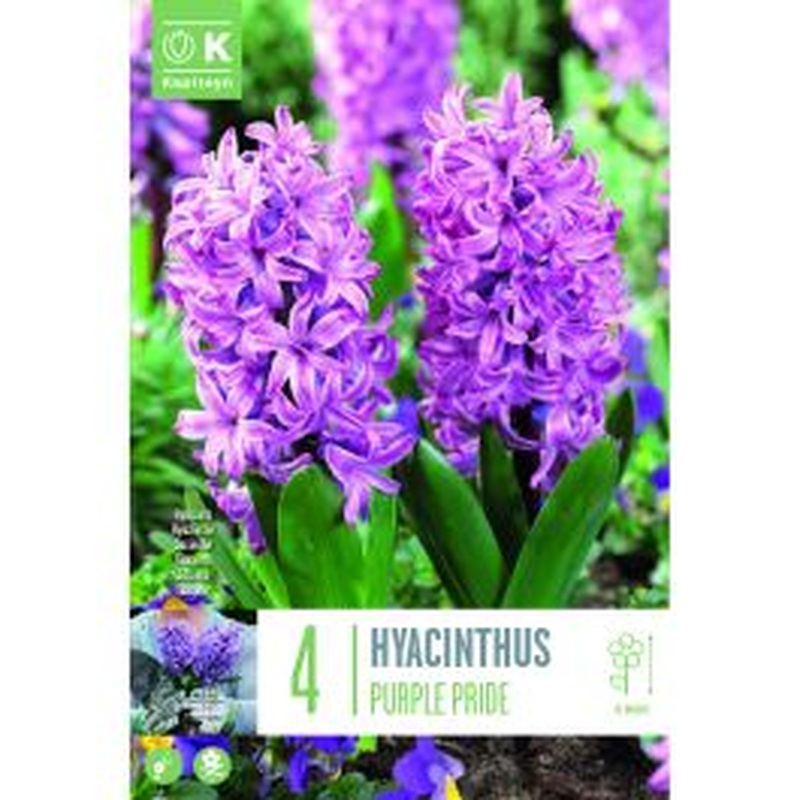 HYACINTHUS PURPLE PRIDE X 4