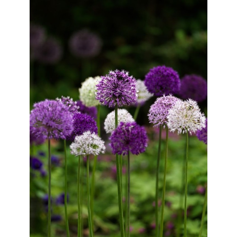 LANDSC BAG ALLIUM LARGE FLOWER MIX X 40