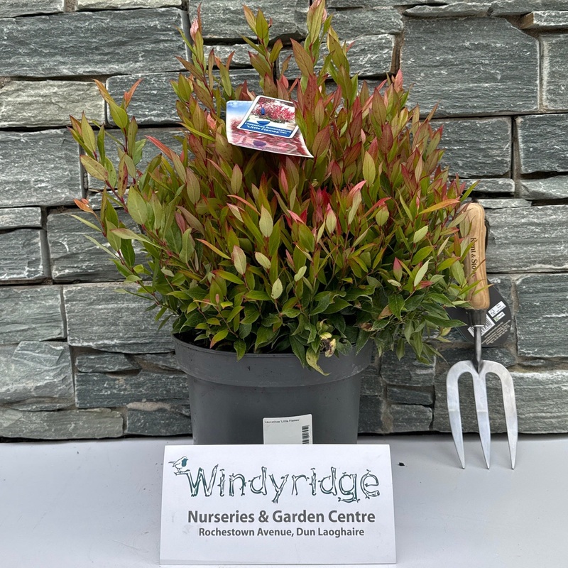 Leucothoe Little Flames