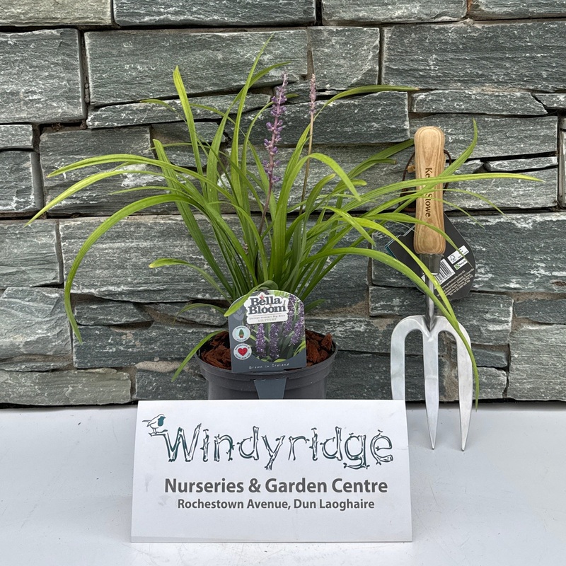 LIRIOPE muscari Big Blue