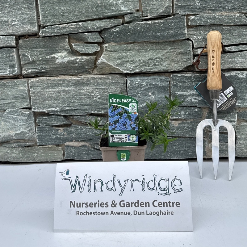 Lithodora diff.Heavenly Blue